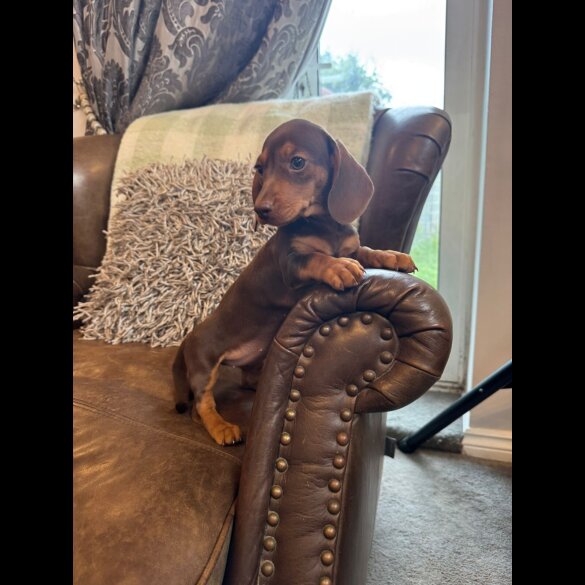 Dachshund (Standard &amp; Miniature) - Both