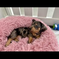 Dachshund (Standard &amp; Miniature) - Both