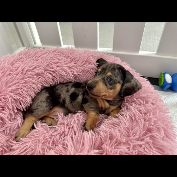 Dachshund (Standard &amp; Miniature) - Both