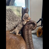 Dachshund (Standard &amp; Miniature) - Both
