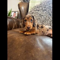 Dachshund (Standard &amp; Miniature) - Both