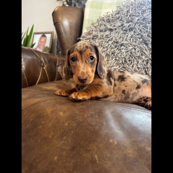 Dachshund (Standard &amp; Miniature) - Both