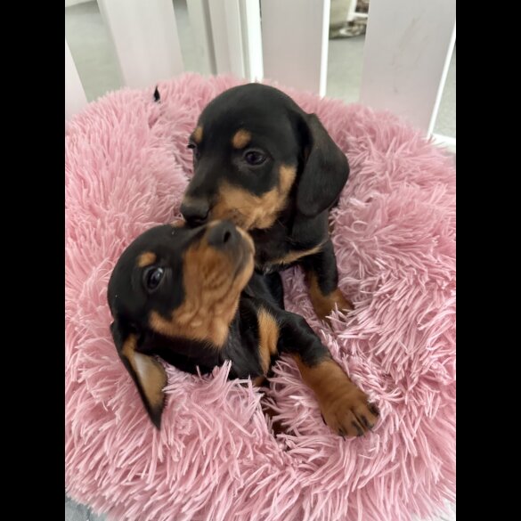 Dachshund (Standard &amp; Miniature) - Both