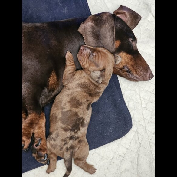 Dachshund (Standard &amp; Miniature) - Both