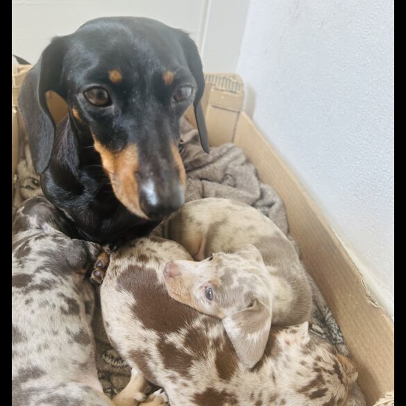 Dachshund (Standard &amp; Miniature) - Dogs