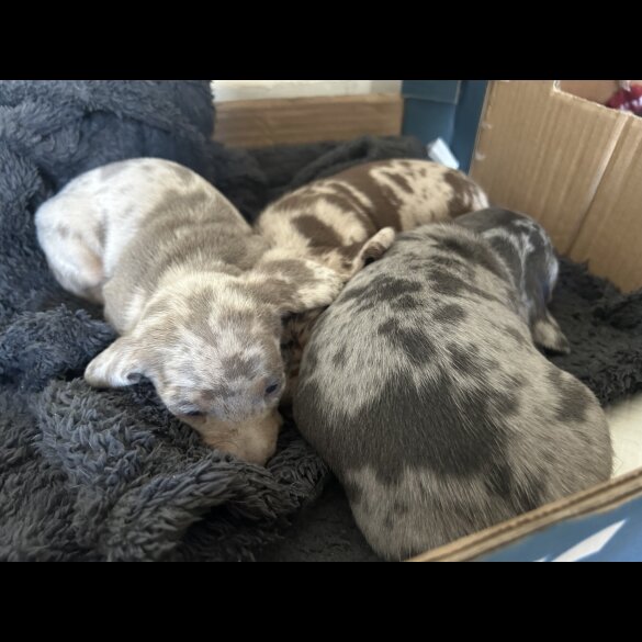 Dachshund (Standard &amp; Miniature) - Dogs