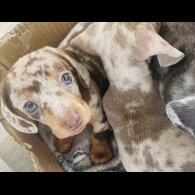 Dachshund (Standard &amp; Miniature) - Dogs