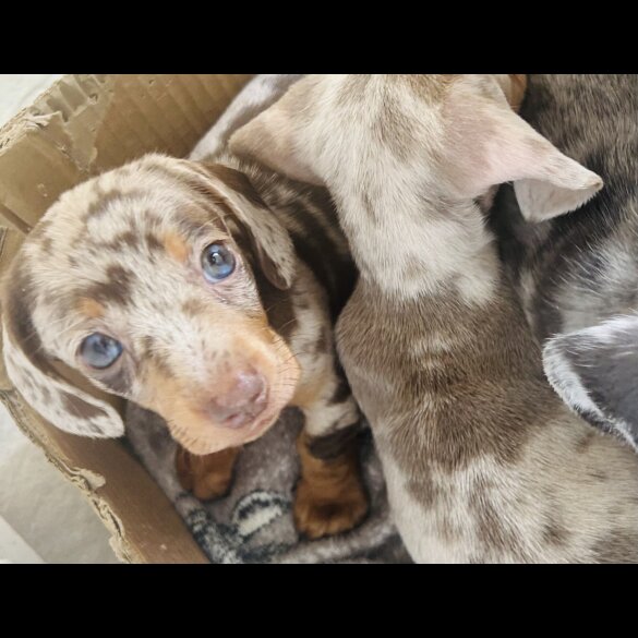 Dachshund (Standard &amp; Miniature) - Dogs
