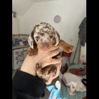 Dachshund (Standard &amp; Miniature) - Dogs