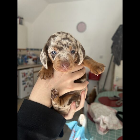 Dachshund (Standard &amp; Miniature) - Dogs