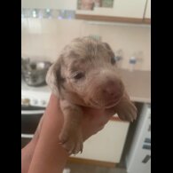 Dachshund (Standard &amp; Miniature) - Dogs