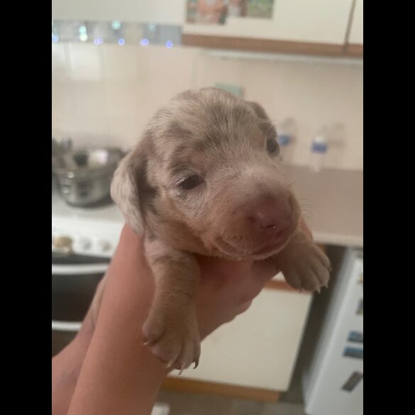 Dachshund (Standard &amp; Miniature) - Dogs