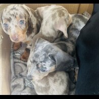 Dachshund (Standard &amp; Miniature) - Dogs