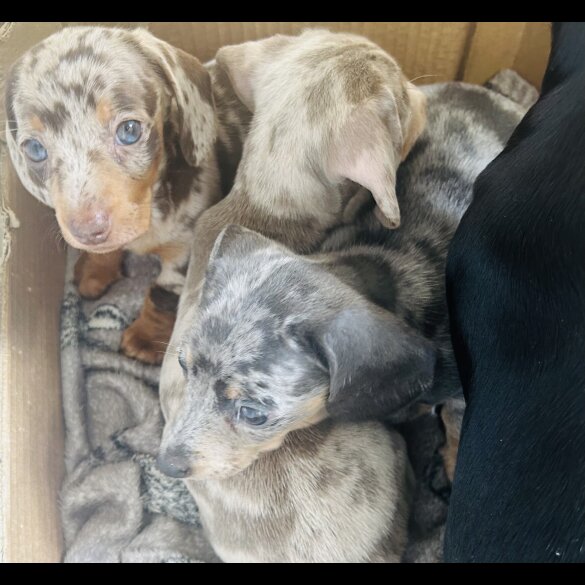 Dachshund (Standard &amp; Miniature) - Dogs