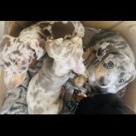 Dachshund (Standard &amp; Miniature) - Dogs