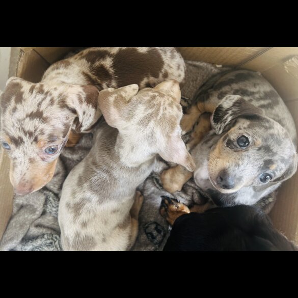 Dachshund (Standard &amp; Miniature) - Dogs