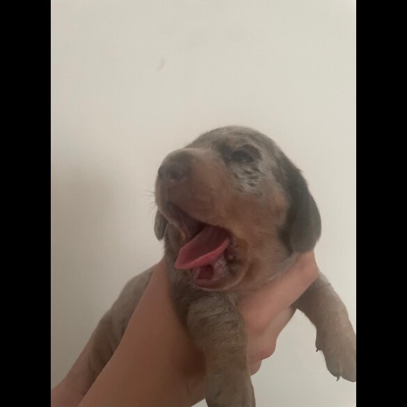 Dachshund (Standard &amp; Miniature) - Dogs