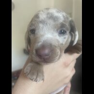 Dachshund (Standard &amp; Miniature) - Dogs