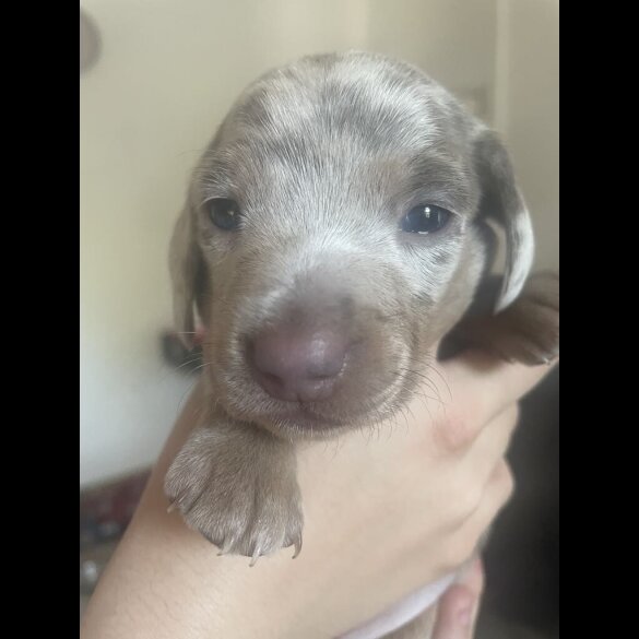 Dachshund (Standard &amp; Miniature) - Dogs