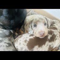 Dachshund (Standard &amp; Miniature) - Dogs