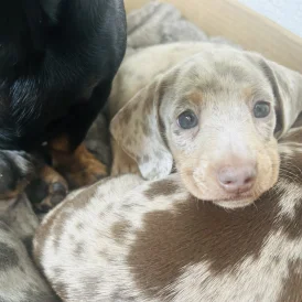 Dachshund (Standard &amp; Miniature) - Dogs