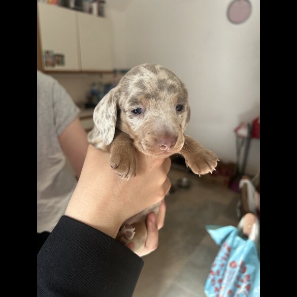 Dachshund (Standard &amp; Miniature) - Dogs