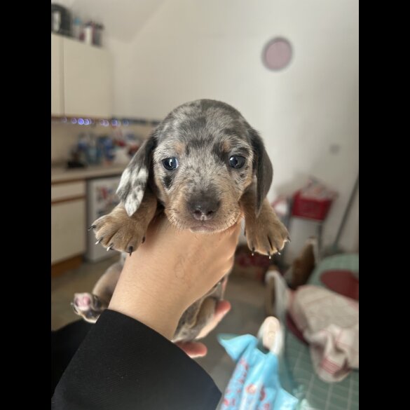 Dachshund (Standard &amp; Miniature) - Dogs