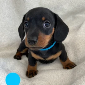 Dachshund (Standard &amp; Miniature) - Both