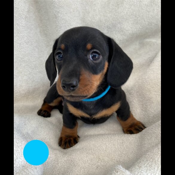 Dachshund (Standard &amp; Miniature) - Both