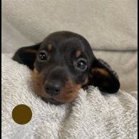 Dachshund (Standard &amp; Miniature) - Both