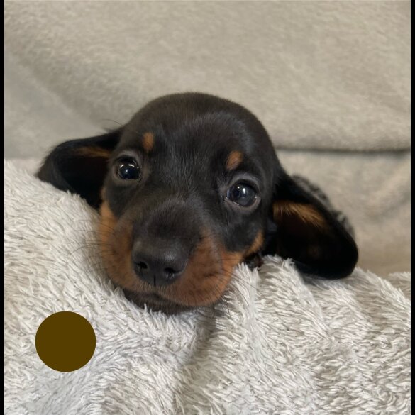 Dachshund (Standard &amp; Miniature) - Both