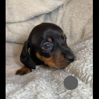 Dachshund (Standard &amp; Miniature) - Both