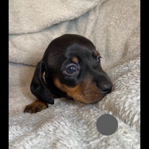 Dachshund (Standard &amp; Miniature) - Both