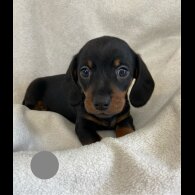 Dachshund (Standard &amp; Miniature) - Both