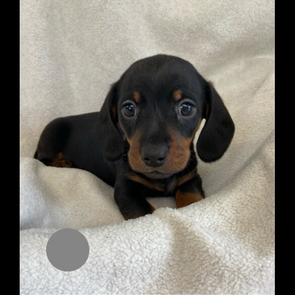Dachshund (Standard &amp; Miniature) - Both