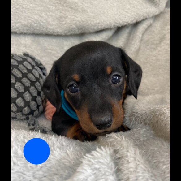Dachshund (Standard &amp; Miniature) - Both