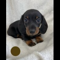 Dachshund (Standard &amp; Miniature) - Both