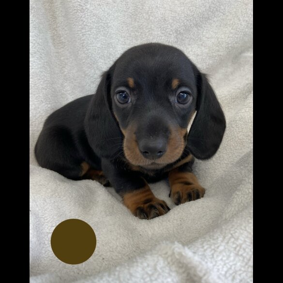 Dachshund (Standard &amp; Miniature) - Both