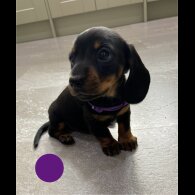 Dachshund (Standard &amp; Miniature) - Both