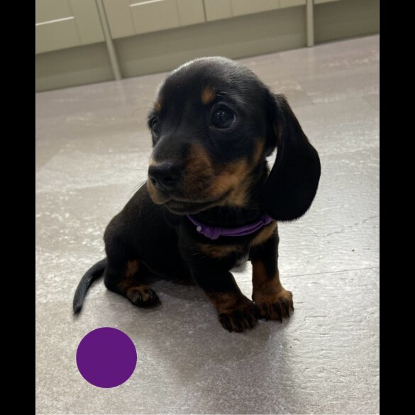 Dachshund (Standard &amp; Miniature) - Both