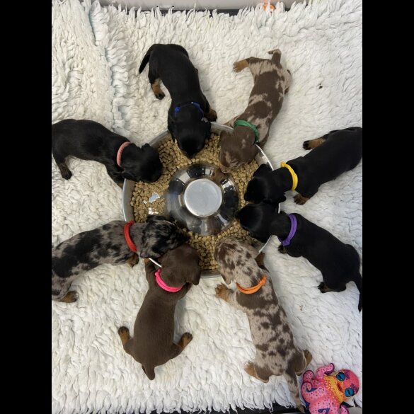 Dachshund (Standard &amp; Miniature) - Both