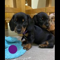 Dachshund (Standard &amp; Miniature) - Both