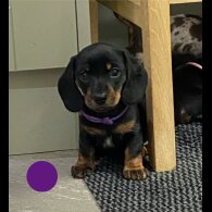 Dachshund (Standard &amp; Miniature) - Both