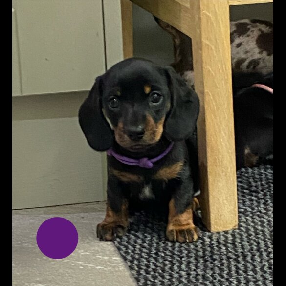 Dachshund (Standard &amp; Miniature) - Both