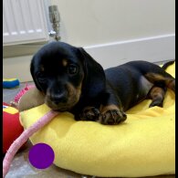 Dachshund (Standard &amp; Miniature) - Both