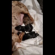 Dachshund (Standard &amp; Miniature) - Both