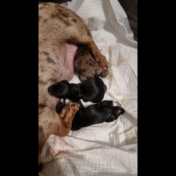 Dachshund (Standard &amp; Miniature) - Both