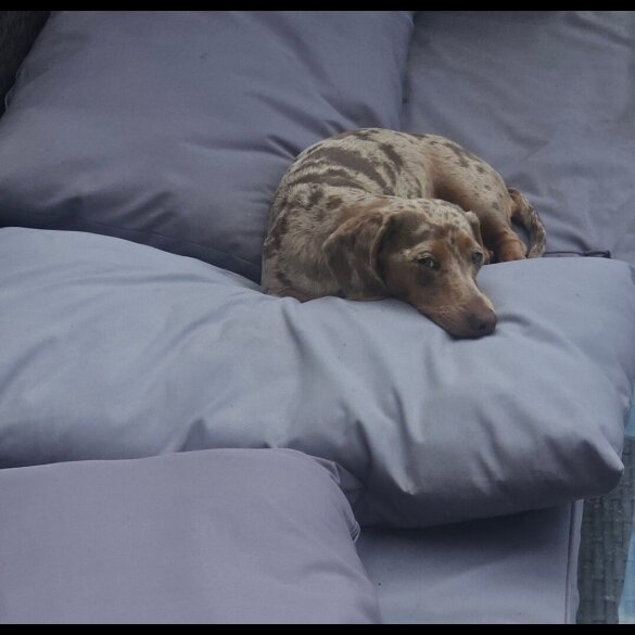 Dachshund (Standard &amp; Miniature) - Both