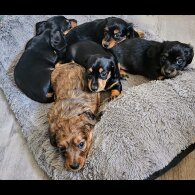 Dachshund (Standard &amp; Miniature) - Both