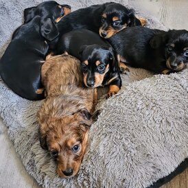 Dachshund (Standard &amp; Miniature) - Both